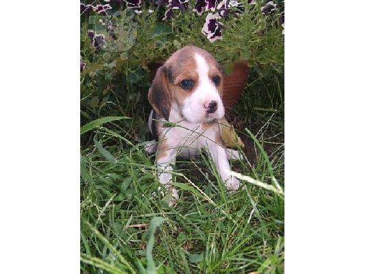 Kαλή τιμή!!!.Πουλάω όμορφα κουτάβια ράτσα BEAGLE- Μπιγκλ – 330 euro...